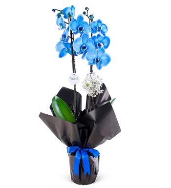 Mavi orkide
